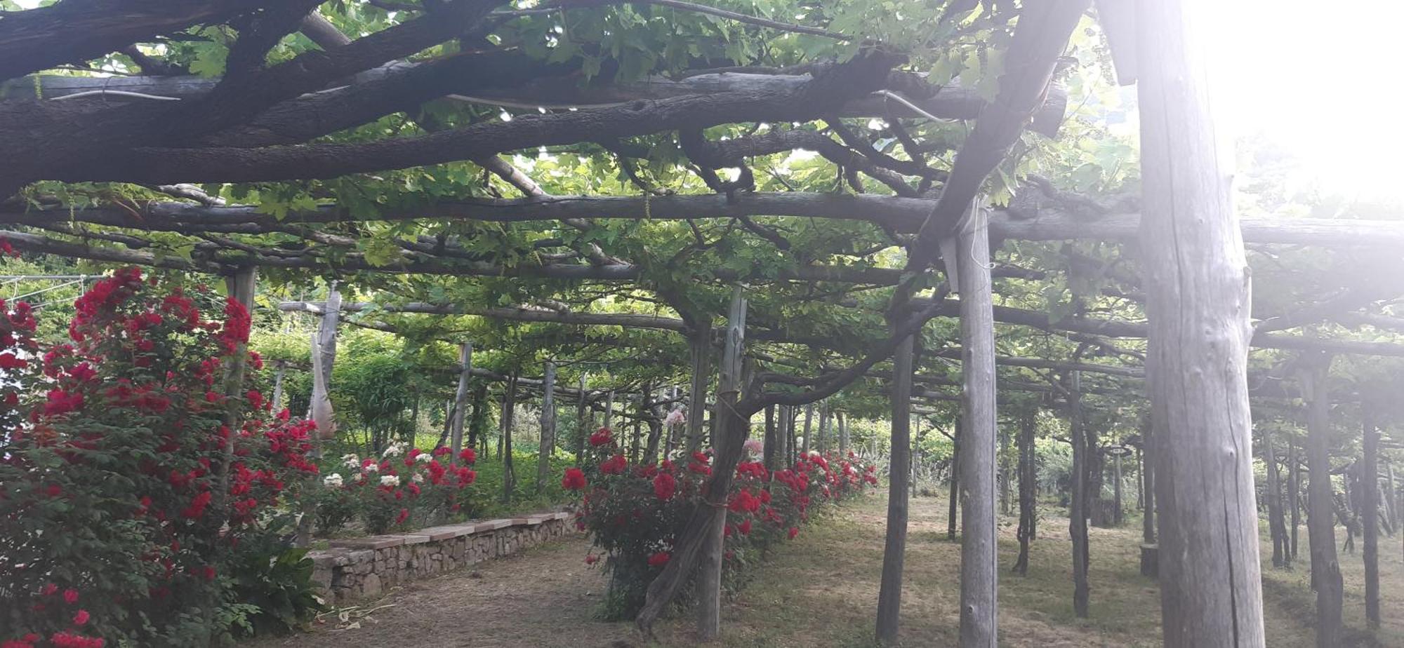 ترامونتي Agriturismo Mare E Monti المظهر الخارجي الصورة